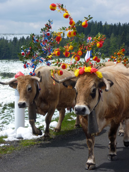 fête de la transhumance dans l'Aubrac