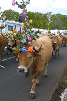 fête de la transhumance dans l'Aubrac