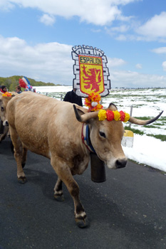 fête de la transhumance dans l'Aubrac