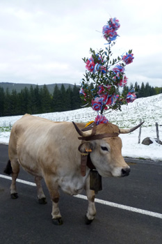 fête de la transhumance dans l'Aubrac